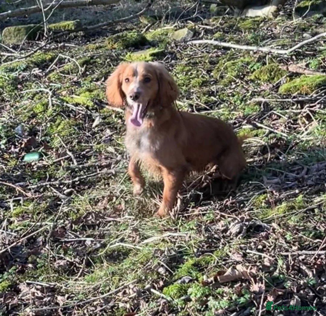 Bocker dogs for sale: 2 stunning bocker pups for sale  in Bradford - Advert 2