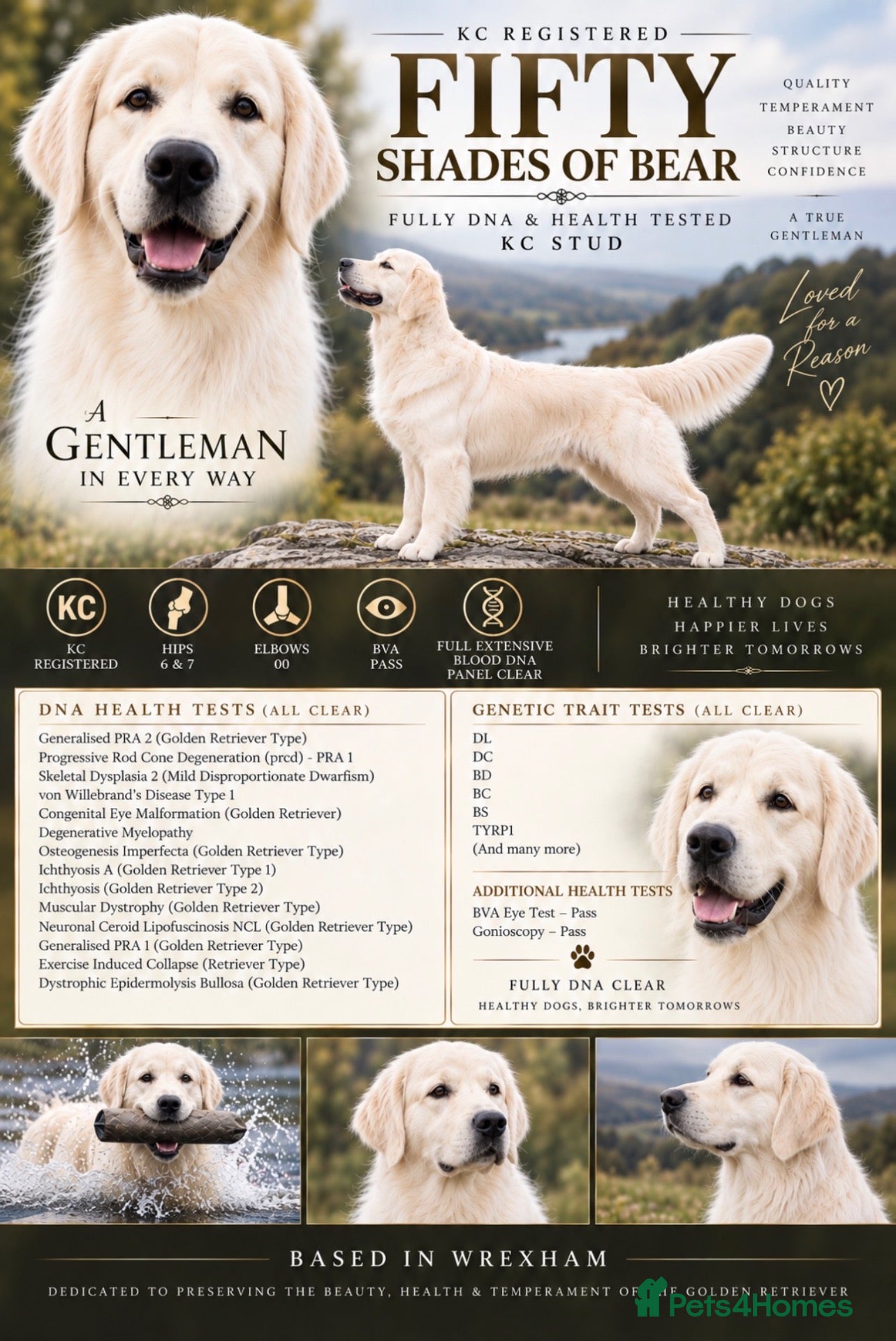 Golden Retriever dogs GENETICALLY CLEAR 🔥 OUTSTANDING STUD BEAR 🔥 - Advert 1