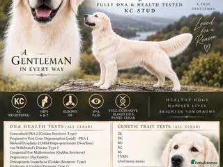 Golden Retriever dogs GENETICALLY CLEAR 🔥 OUTSTANDING STUD BEAR 🔥 - Advert 1