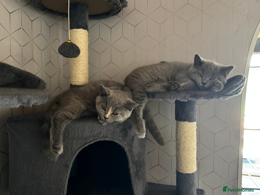 British Shorthair cats for sale: lovely BSH kittens for sale - 2 girls left in Livingston - Image 1