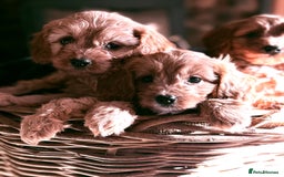 Cavapoo dogs for sale: Beautiful Cavapoo Pups  - Image 5