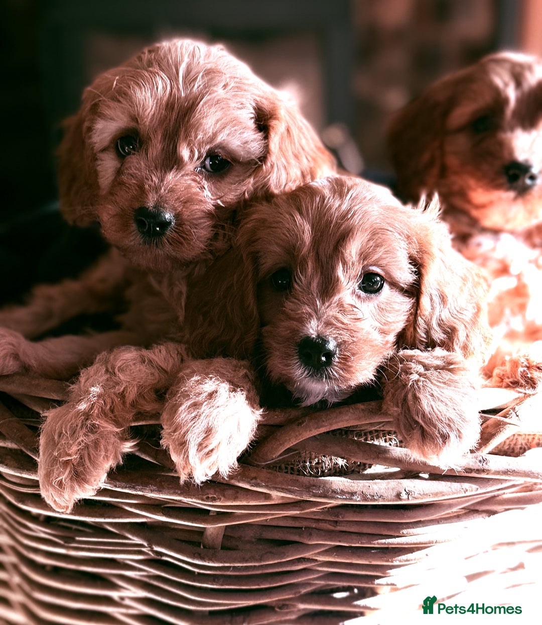 Cavapoo dogs for sale: Beautiful Cavapoo Pups  - Image 5