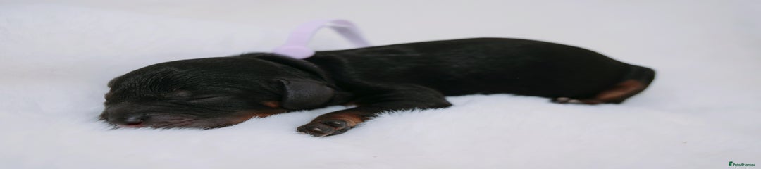 Black phantom girl (purple collar) 