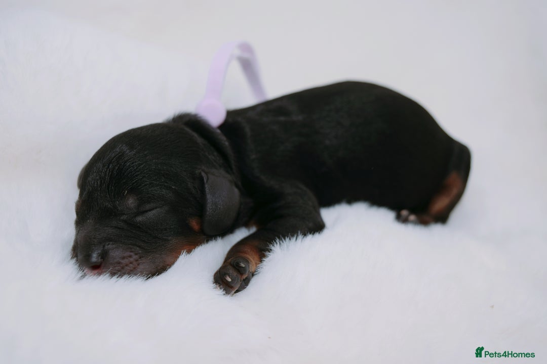 Cavapoo dogs for sale: Extensively health tested very rare F1 Cavapoos - Image 20