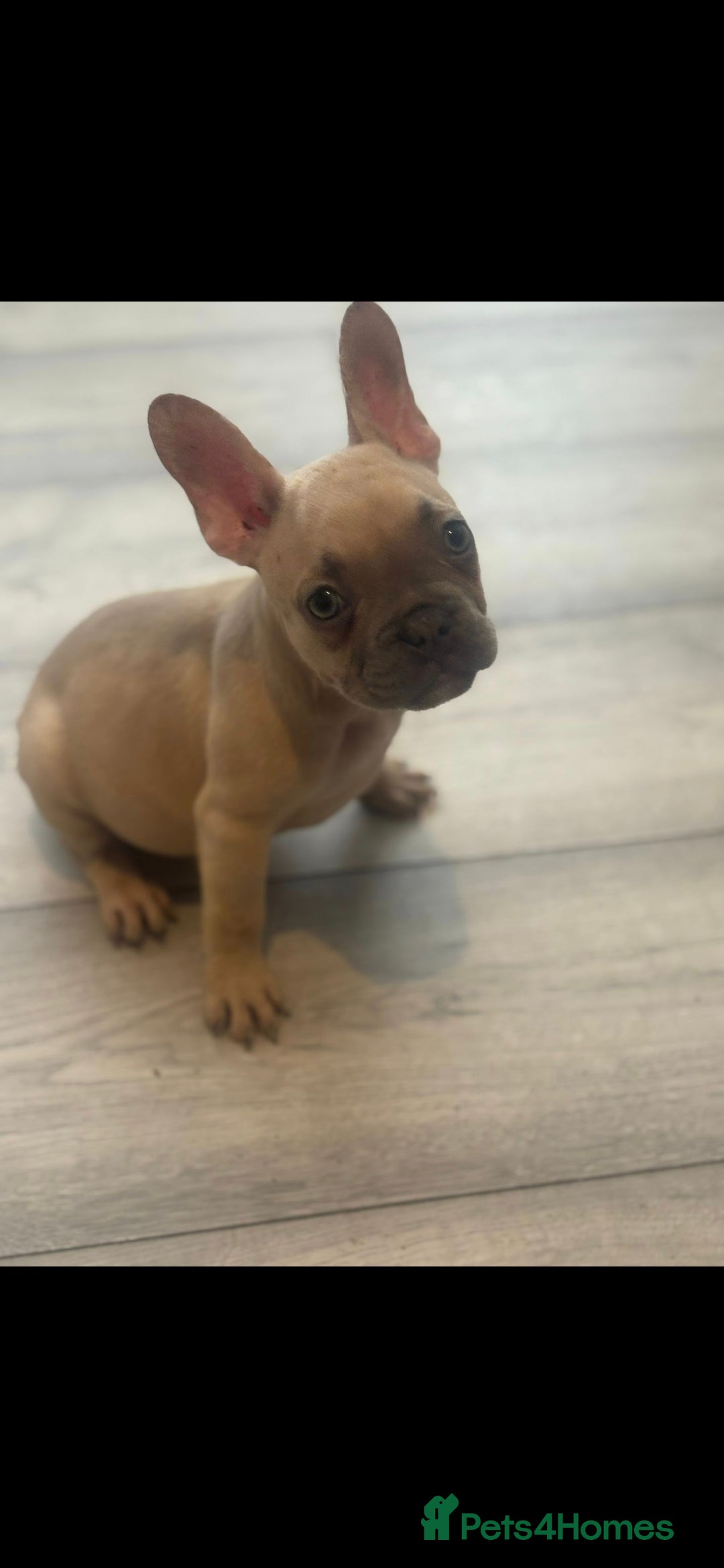 French Bulldog dogs for sale: French Bulldog Puppies For Sale  - Advert 4