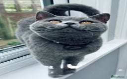 British Shorthair cats for sale: Beautiful Blue British Shorthair female cat QUEEN - Image 2