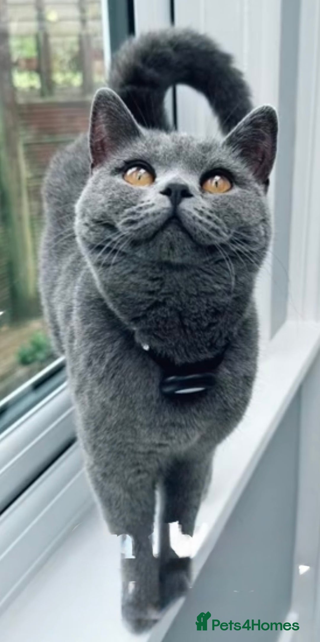 British Shorthair cats for sale: Beautiful Blue British Shorthair female cat QUEEN - Image 2