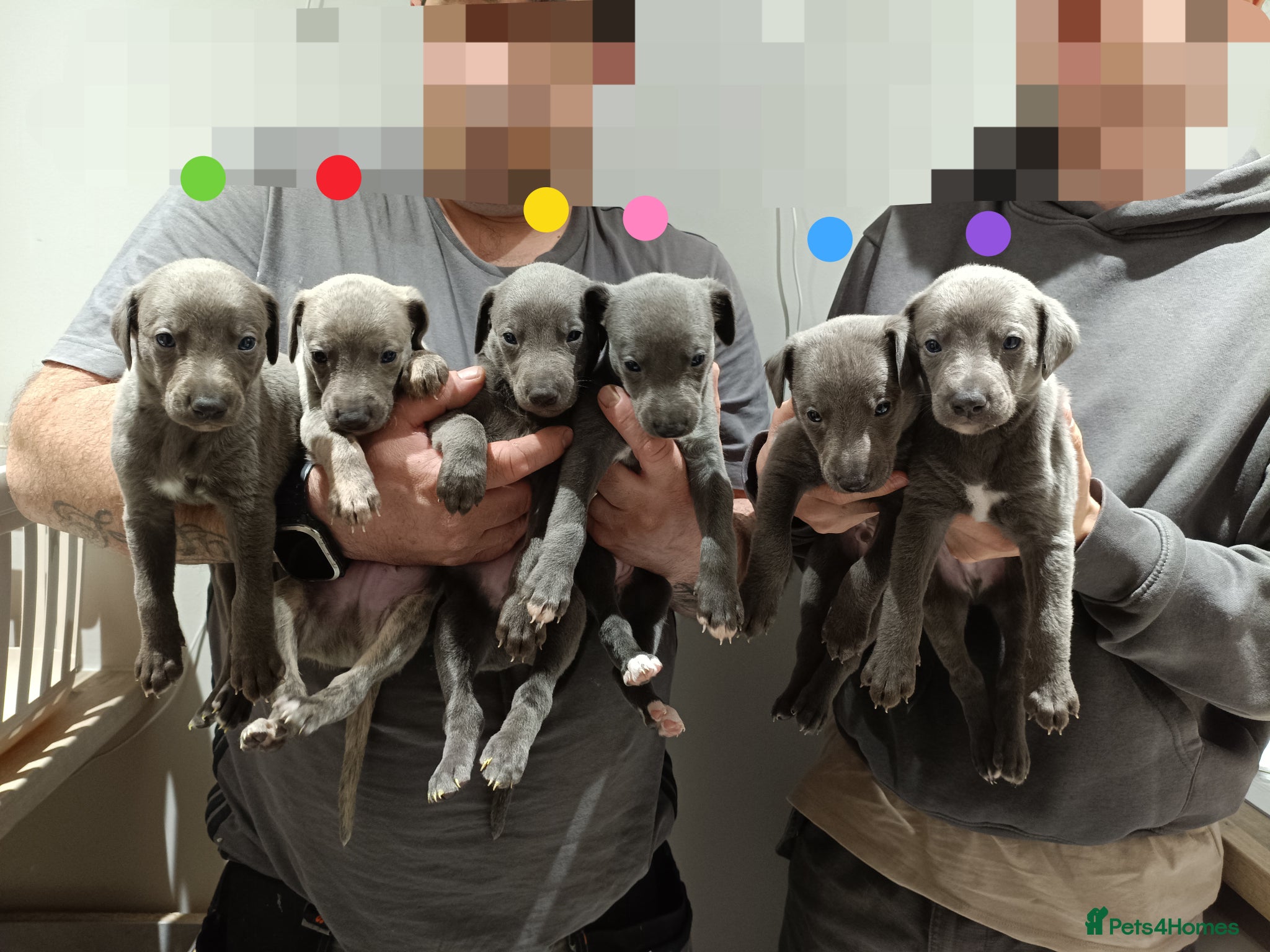 Whippet dogs KC Registered Whippet Puppies - Advert 1