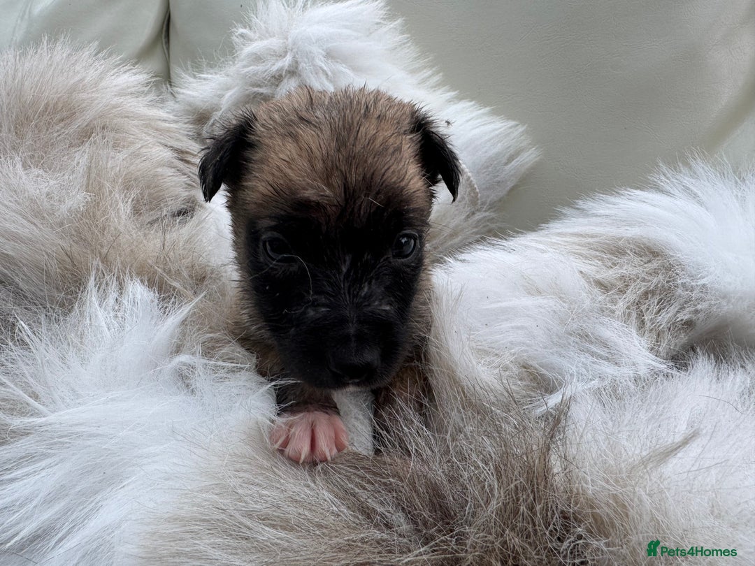 Mixed Breed dogs for sale: 🐾 Beautiful Whippet x Collie Puppies! 🐾 - Image 2