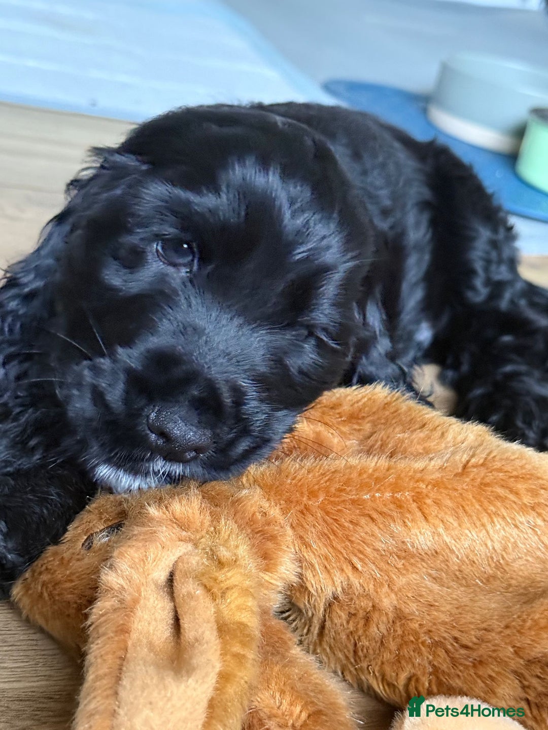Cocker Spaniel dogs for sale: Show-type KC reg. black/white cocker spaniel puppy - Advert 4
