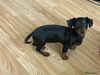 Dachshund dogs Dash hound puppy - Advert 1