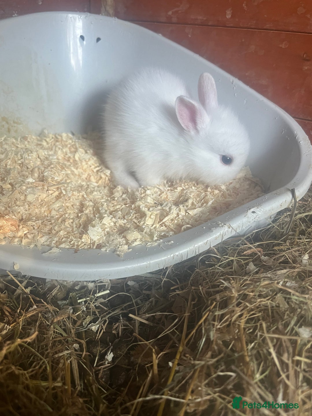 Mini Lion Lop rabbits for sale: Baby bunnies mini lion lops ready now  - Image 10
