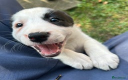 Border Collie dogs for sale: Gorgeous Border Collie Puppies  - Image 9