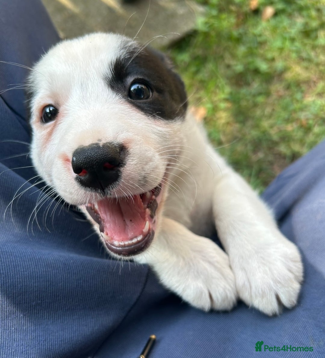 Border Collie dogs for sale: Gorgeous Border Collie Puppies  - Image 9