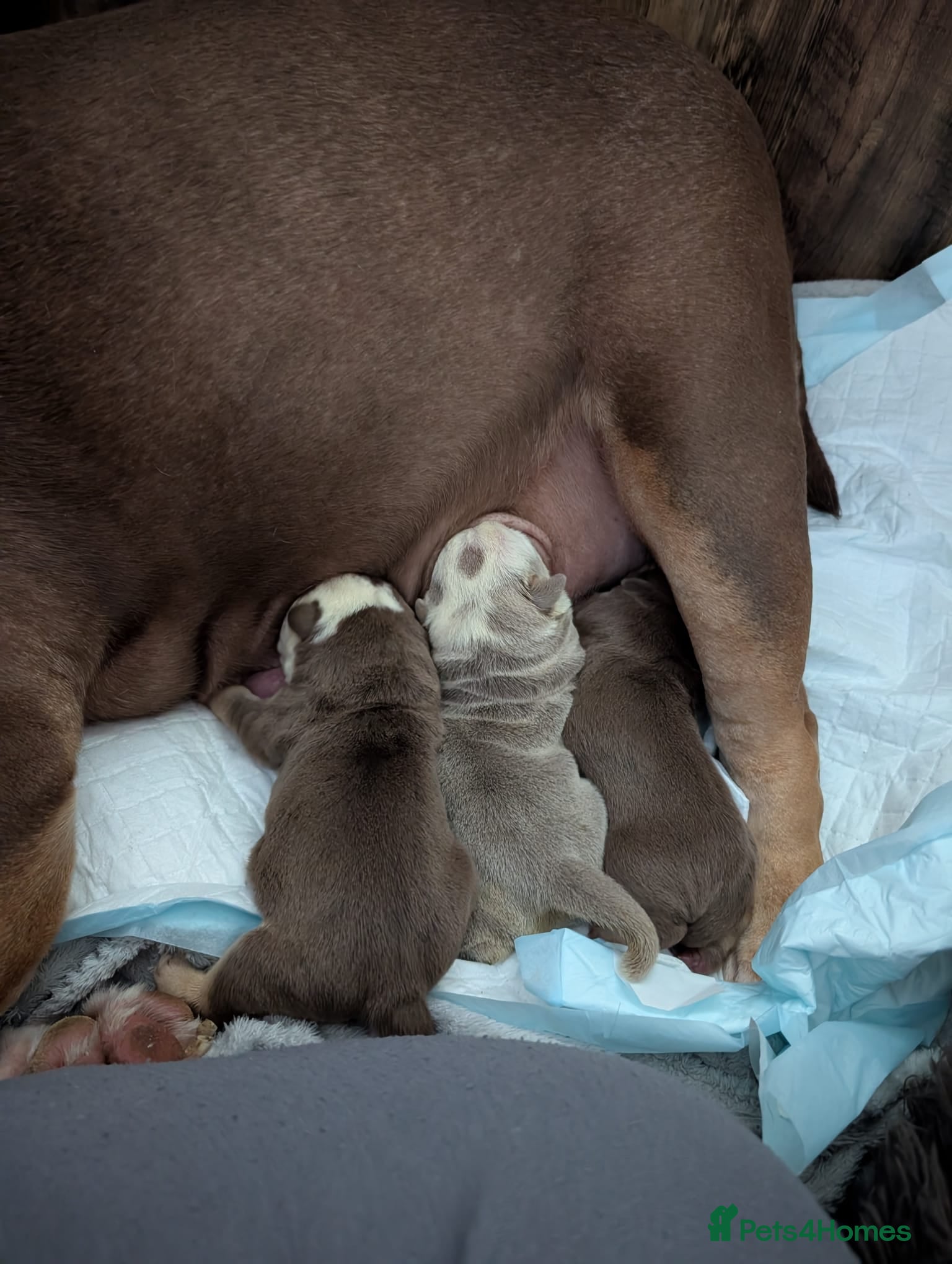 English Bulldog dogs Handsome, and now proven English Bulldog at stud - Advert 1