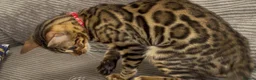 Bengal cats for sale: Young TICA Bengal boys seeking their families - Advert 11