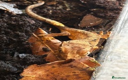 Gecko reptiles for sale: Brown Dalmatian Crested Gecko in Banbury - Image 17
