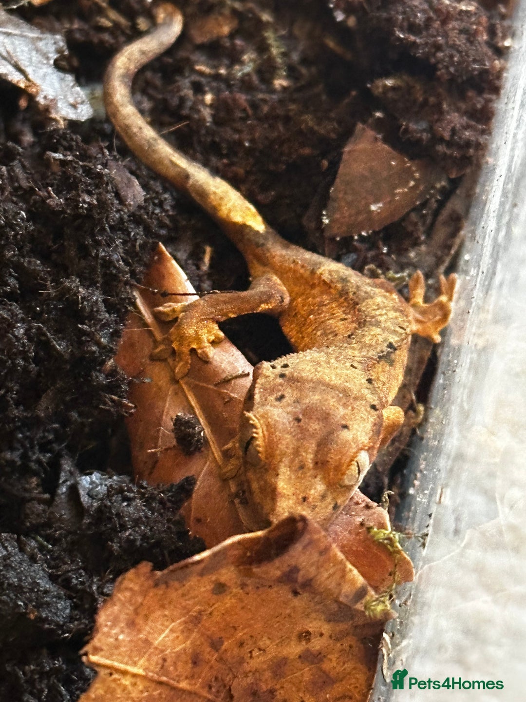 Gecko reptiles for sale: Brown Dalmatian Crested Gecko in Banbury - Image 17