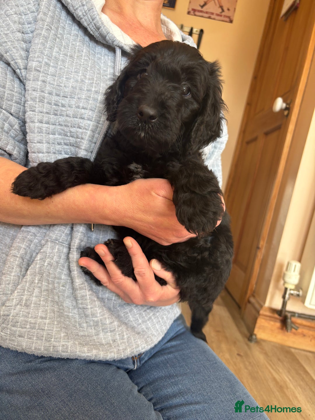 Mixed Breed dogs for sale: Male Australian Labradoodles  - Image 3