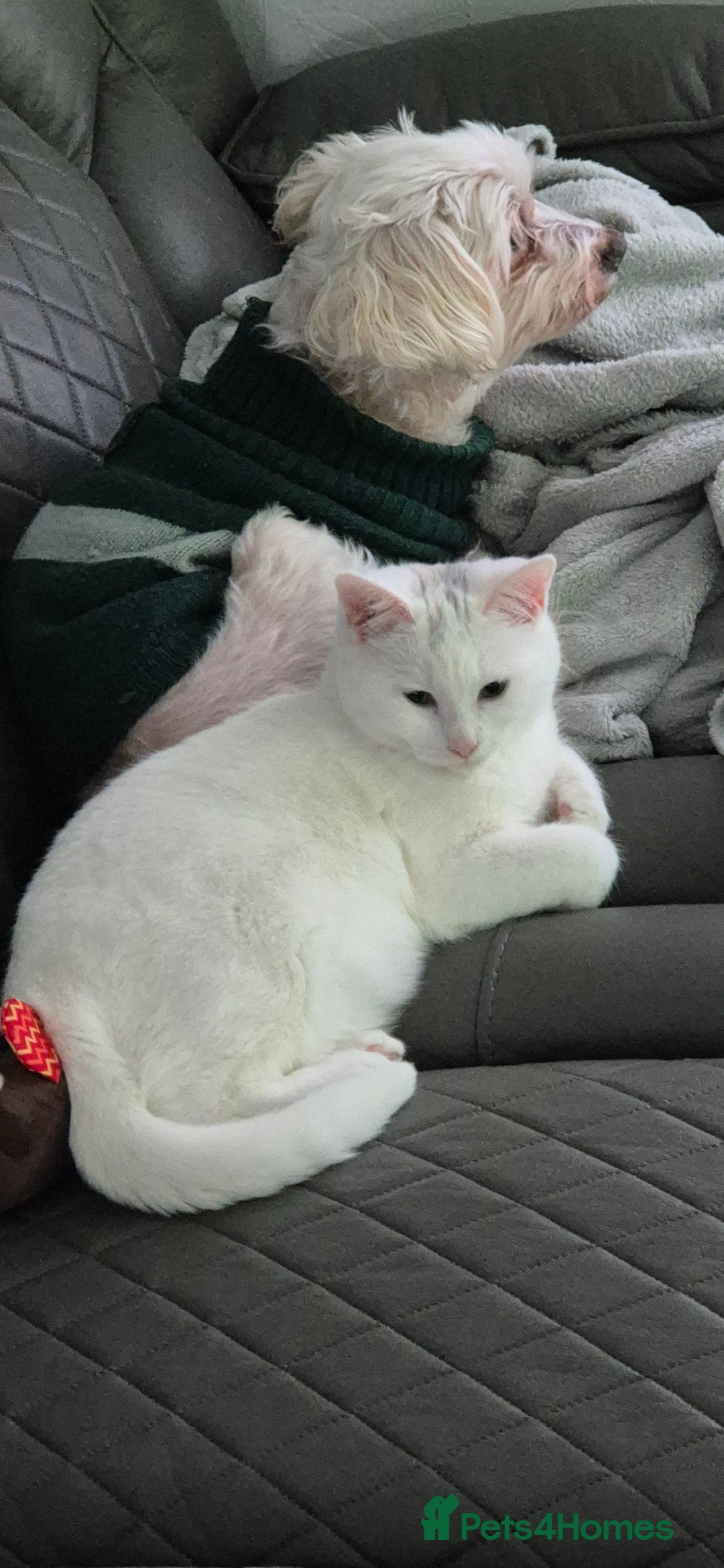 Domestic Shorthair cats for sale: Beautiful white Domestic Shorthair kitten, female - Advert 5