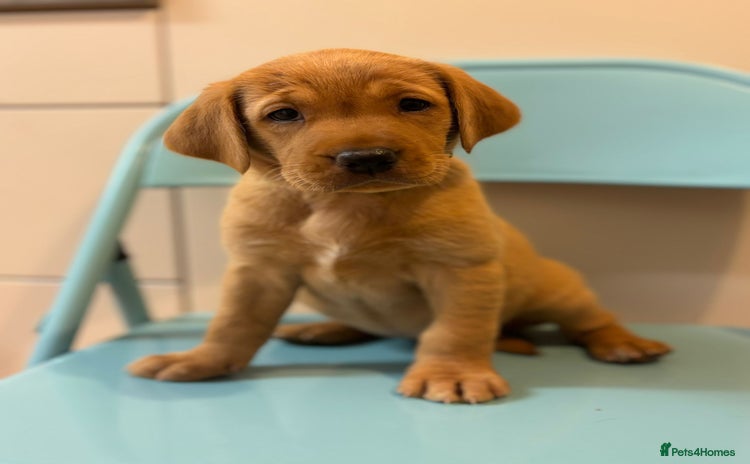 Labrador Retriever dogs - Advert 8