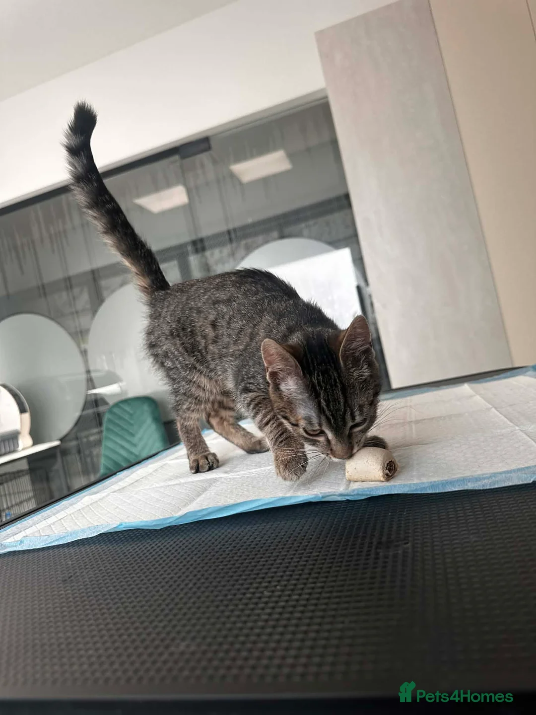 Mixed Breed cats for adoption: Cookie for adoption in Waterlooville - Advert 11