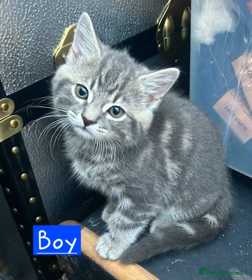 Mixed Breed cats 2 Grey Kittens  - Advert 1