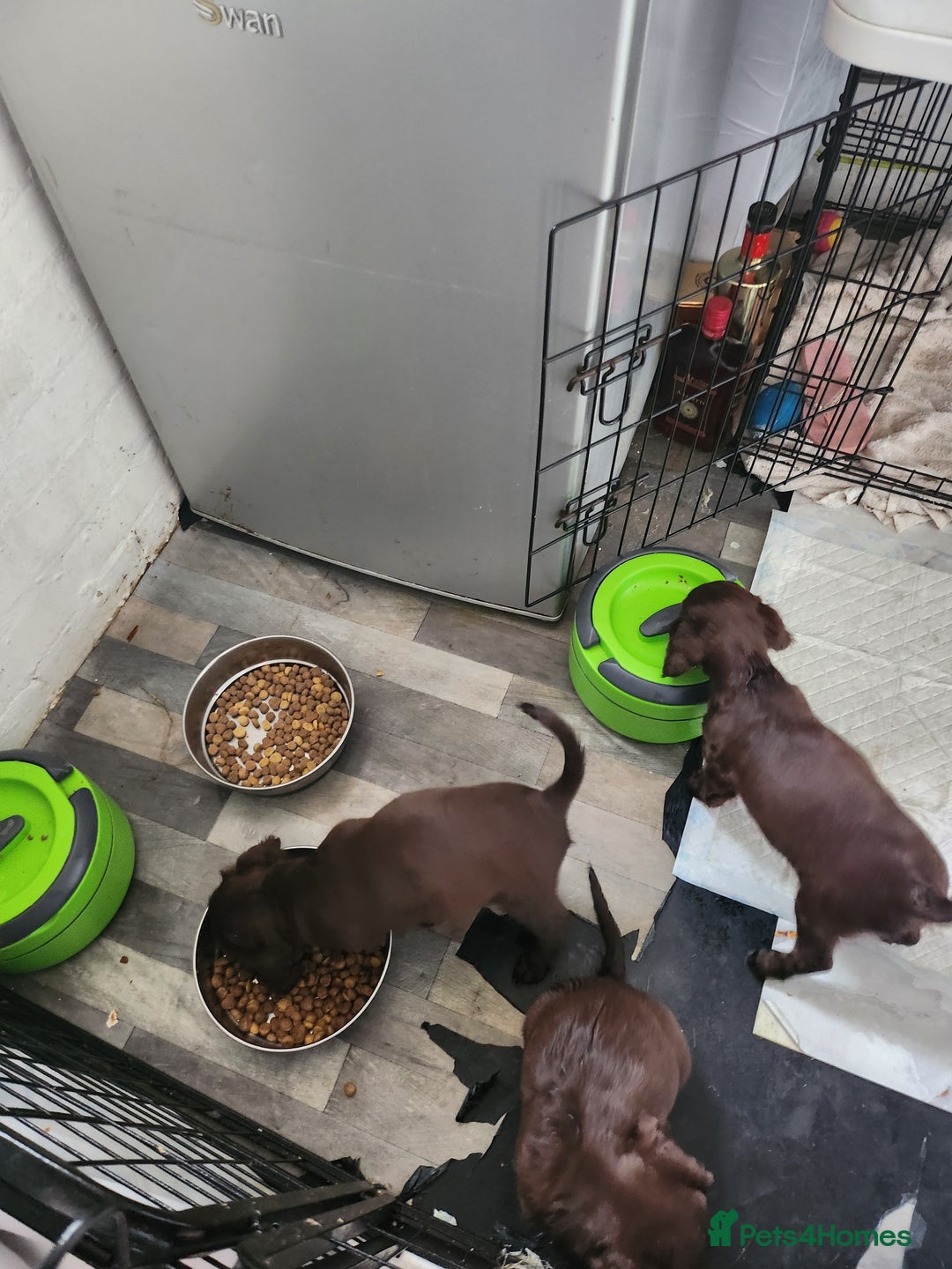 Cocker Spaniel dogs for sale: 7 pups 4 girls 3 boys  - Image 34