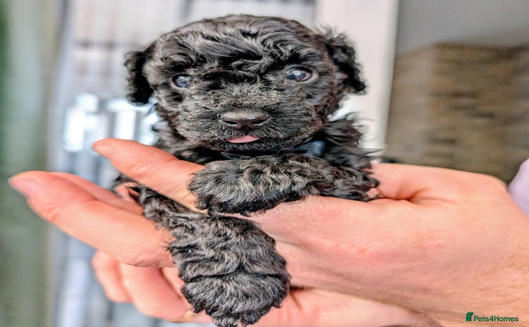 Toy Poodle dogs - Advert 3