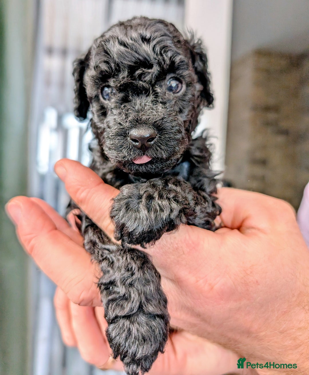 Toy Poodle dogs for sale: 🖤Toy poodle boy🖤 HEALTH TESTED PARENTS! - Image 1