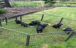 Labrador Retriever dogs for sale: Beautiful Black Labrador Pups - Image 3