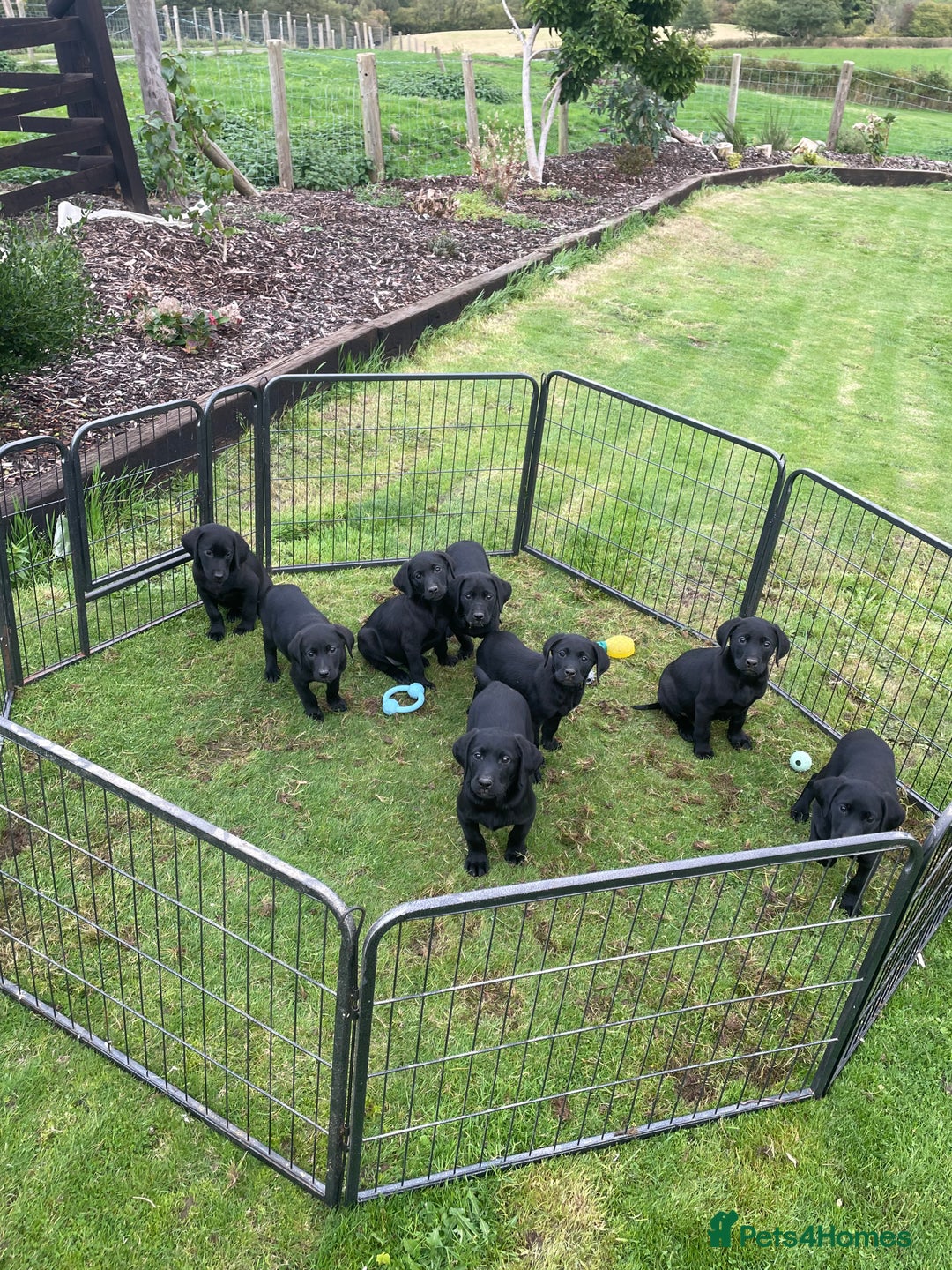 Labrador Retriever dogs for sale: Beautiful Black Labrador Pups - Image 3