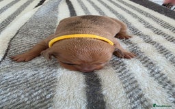Dachshund dogs for sale: Dachshund tweenies for sale - Image 6