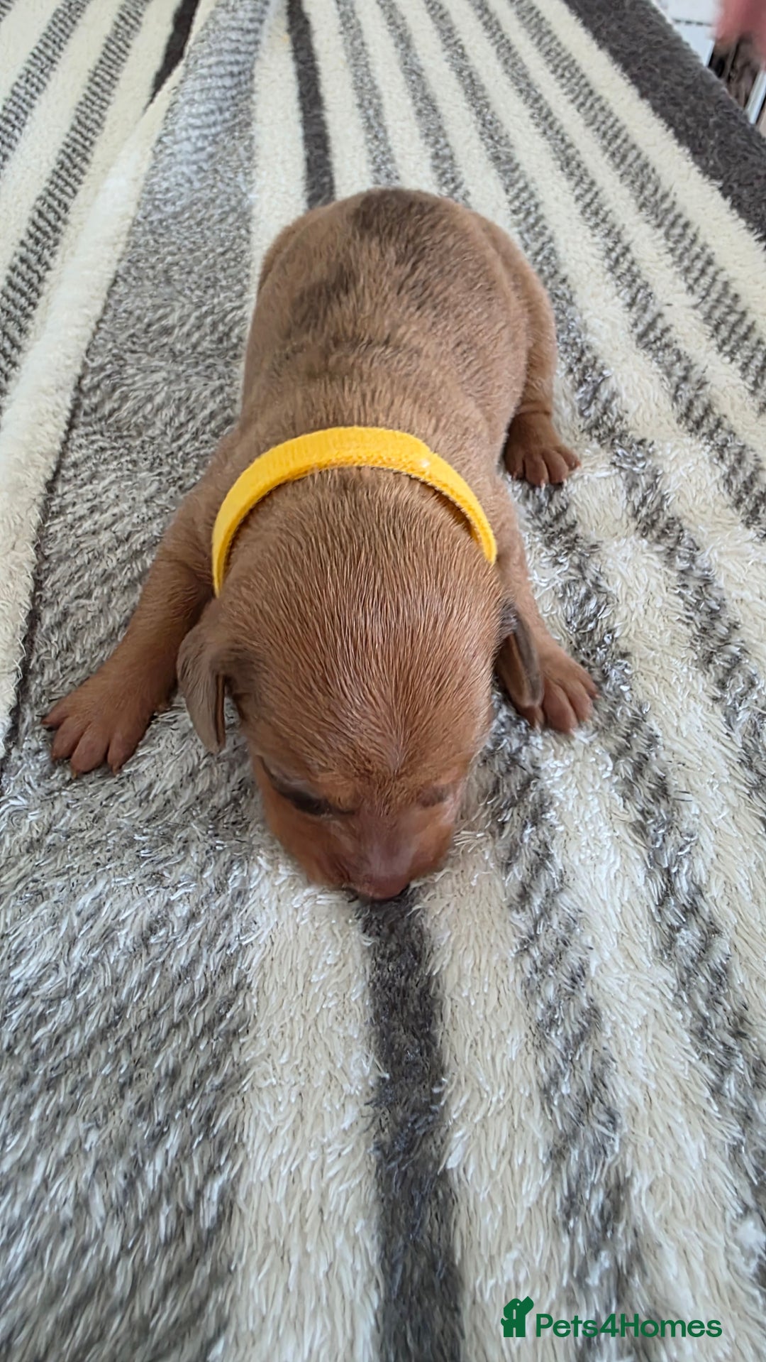 Dachshund dogs for sale: Dachshund tweenies for sale - Image 6