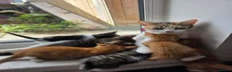 Domestic Shorthair cats for sale: 7 beautiful kittens ! Ready to leave  - Advert 2