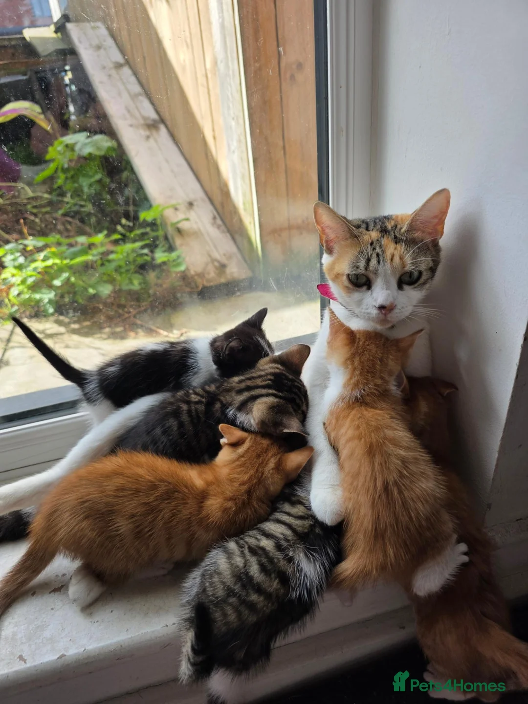Domestic Shorthair cats for sale: 7 beautiful kittens ! Ready to leave  - Advert 2