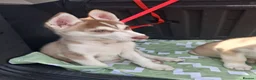 Siberian Husky dogs for sale: Husky puppies ready to leave now  - Advert 3