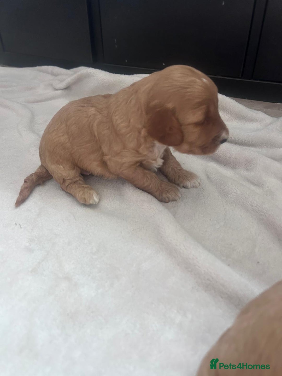 Mixed Breed dogs for sale: 5 Beautiful Cockapoo Girls ready  - Image 10