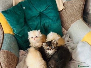 Persian cats - Advert 3