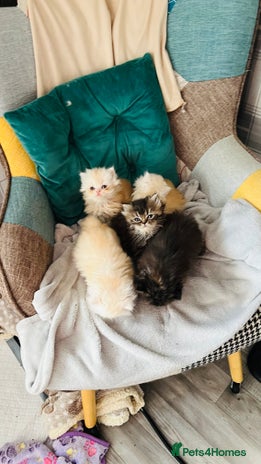 Persian cats - Advert 12