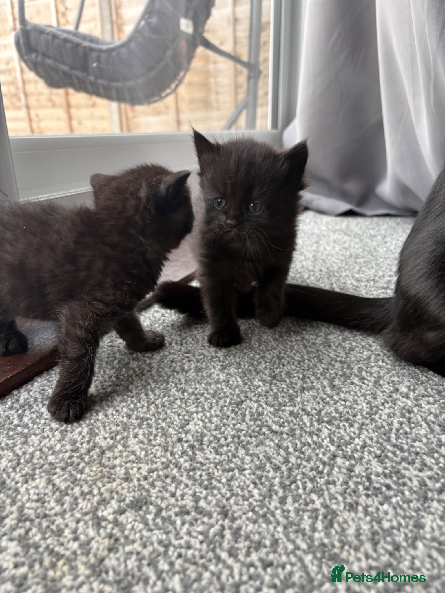 Persian cats for sale: Ash grey Persian kittens - Advert 4