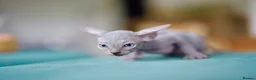 Sphynx cats for sale: Gorgeous silver Sphynx girl - Advert 6