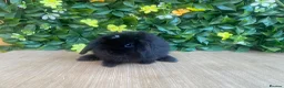 Mini Lop rabbits for sale: Mini lops Est since 2014  - Advert 7