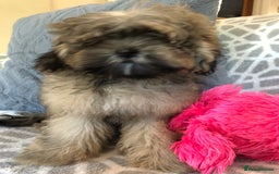 Shihpoo dogs for sale: shihpoo puppies for sale  - Image 5