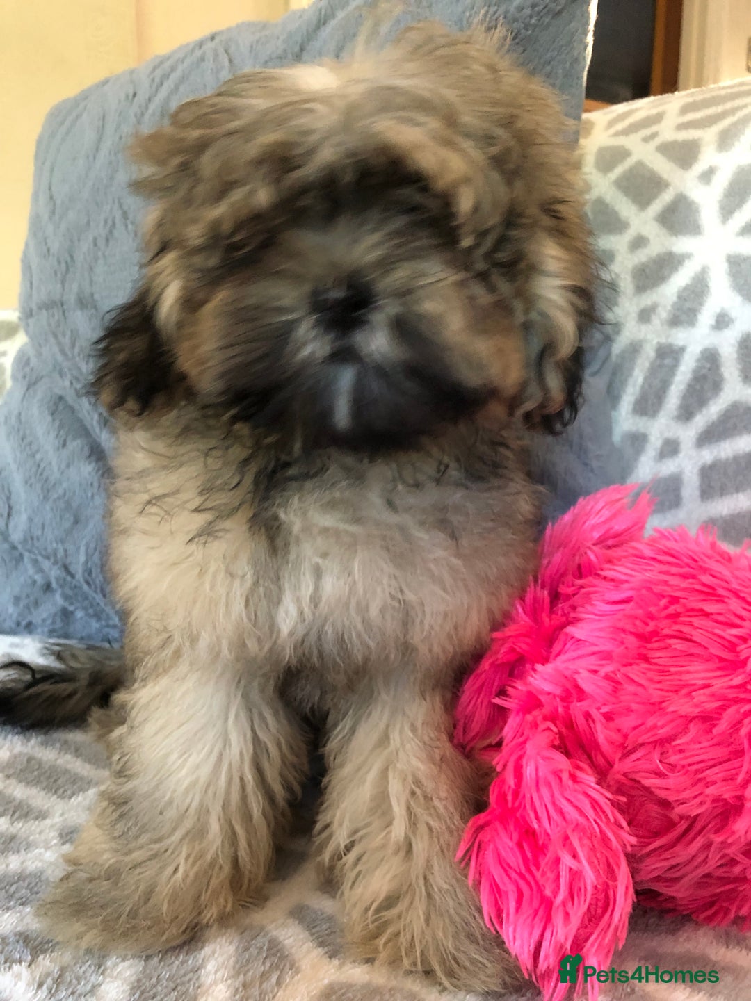 Shihpoo dogs for sale: shihpoo puppies for sale  - Image 5