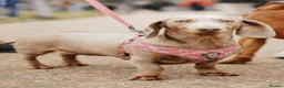 Dachshund dogs for sale: Isabella & Tan Dachshund boy in Rochester - Advert 1