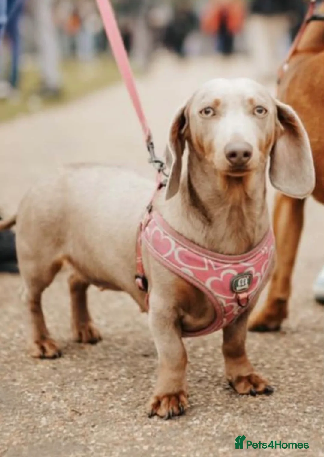 Dachshund dogs for sale: Isabella & Tan Dachshund boy in Rochester - Advert 1