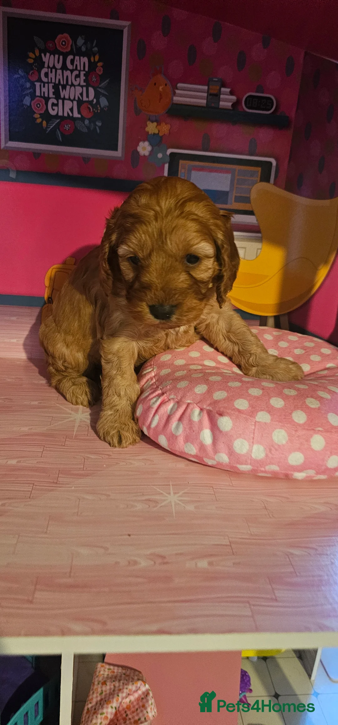 Cockapoo dogs for sale: Cockapoo puppies £650 - Advert 11