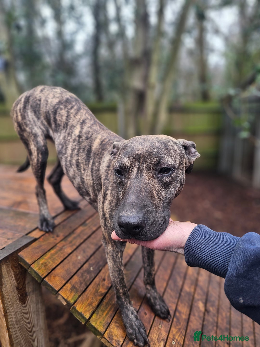 Mixed Breed dogs for sale: Beautiful lurcher x bullmastiff  - Advert 5