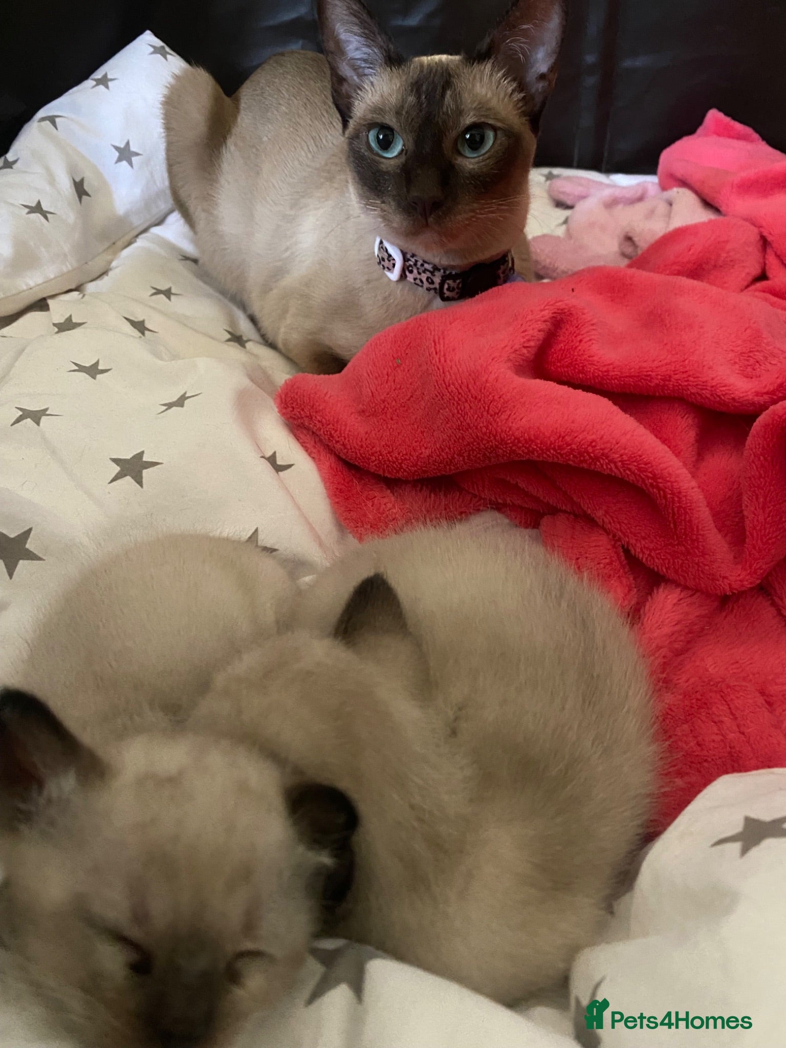 Tonkinese cats Tonkinese x Raagdoll -Tonkdoll - Advert 2